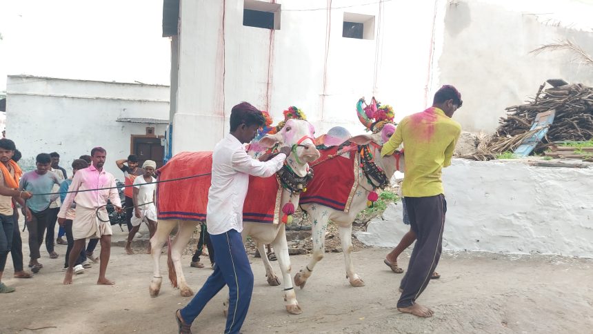 ಕಾರುಹುಣ್ಣಿಮೆ ನಿಮಿತ್ಯವಾಗಿ ಎತ್ತುಗಳ ಮೆರವಣಿಗೆ