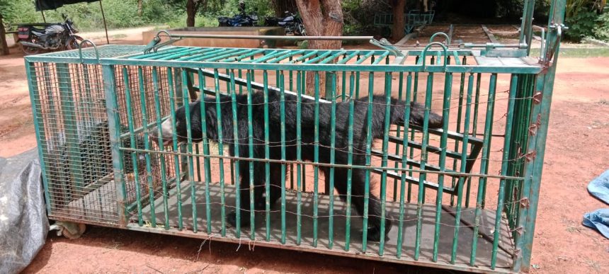 ರೈತರ ನಿದ್ದೆಗೆಡಿಸಿದ್ದ ಕರಡಿ, ಕೊನೆಗೂ ಕೆಳಗಳಹಟ್ಟಿ ಬಳಿ ಅರಣ್ಯ ಇಲಾಖೆ , ಬೋನ್ ಗೆ ಕರಡಿ