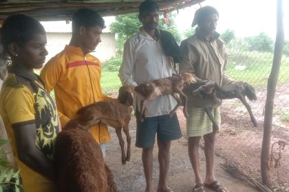 ಕುರಿ ಕಾಯಪ್ಪನ್ನ ಕಣ್ಣಿರಿನ ಕಥೆ ಹದಿನಾರು ಕುರಿ ಮರಿಗಳನ್ನು ಬಲಿ ತೊಗೇದುಕೊಂಡ ತೋಳುಗಳು