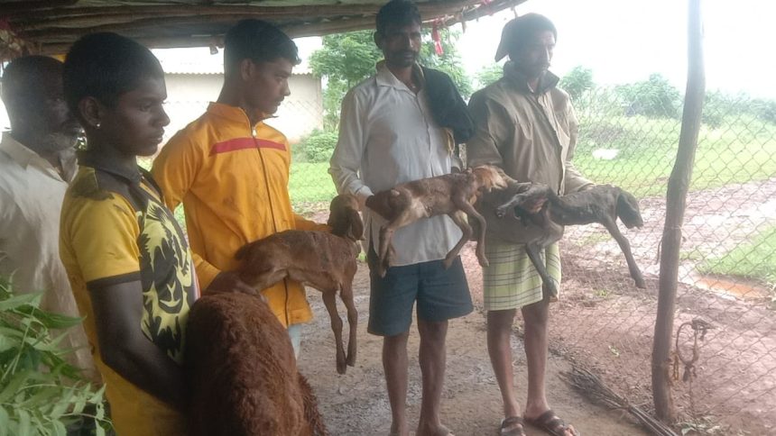 ಕುರಿ ಕಾಯಪ್ಪನ್ನ ಕಣ್ಣಿರಿನ ಕಥೆ ಹದಿನಾರು ಕುರಿ ಮರಿಗಳನ್ನು ಬಲಿ ತೊಗೇದುಕೊಂಡ ತೋಳುಗಳು