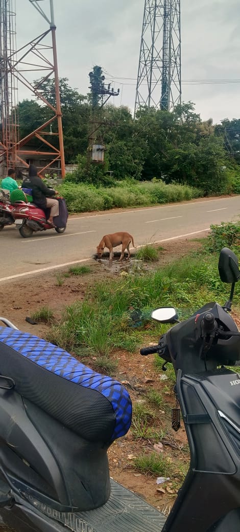 ನಾಯಿ, ಹಂದಿಗಳು ಕುಡಿಯುವ ನೀರನ್ನೇ ಊರಿನ ಜನ ಕುಡಿಬೇಕು.