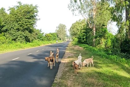 ನೆರರಾಜ್ಯದಿಂದ ಗಡಿಭಾಗದಲ್ಲಿ ನಾಯಿಗಳ ಕಾಟ: ಭೀಮು ಮುಧೋಳ್ ಆಗ್ರಹ.