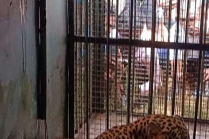 ತಬಕದಹೊನ್ನಳ್ಳಿ ಗ್ರಾಮದಲ್ಲಿ ಸಿಕ್ಕಿಬಿದ್ದ ಘಣ ಗಾಂಭೀರ್ಯದ ಚಿರತೆ