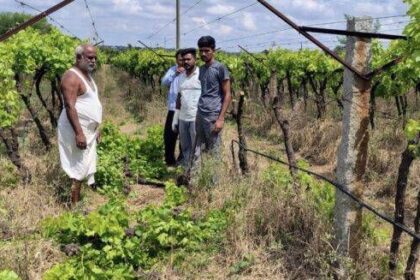 ಹವಾಮಾನ ವೈಪರಿತ್ಯ :ಲಕ್ಷಾಂತರ ರೂಪಾಯಿ ಖರ್ಚು ಮಾಡಿ ಬೆಳೆದ ದ್ರಾಕ್ಷಿ ಬೆಳೆ ನಾಶ ಮಾಡಿದ ರೈತ