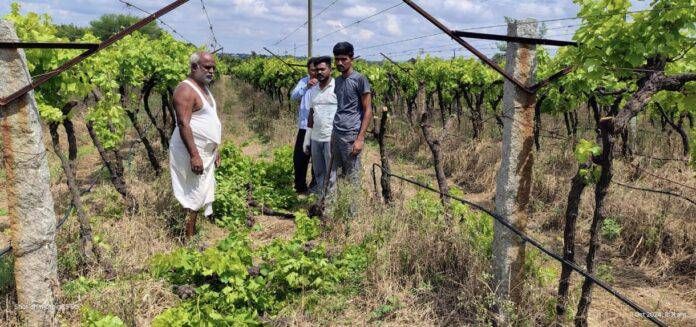 ಹವಾಮಾನ ವೈಪರಿತ್ಯ :ಲಕ್ಷಾಂತರ ರೂಪಾಯಿ ಖರ್ಚು ಮಾಡಿ ಬೆಳೆದ ದ್ರಾಕ್ಷಿ ಬೆಳೆ ನಾಶ ಮಾಡಿದ ರೈತ