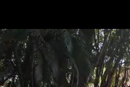 ಪ್ರೀತಿ ಮಾಡಿದ್ದಕ್ಕೆ ರೊಚ್ಚಿಗೆದ್ದು ಜೋಡಿಗೆ ಥಳಿಸಿದ ಯುವತಿ ತಾಯಿಯ ಸಹೋದರ ಪ್ರೇಮಿಗಳ ಮೇಲೆ ಹಲ್ಲೆ