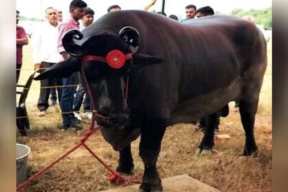 23 ಕೋಟಿ ರೂ. ಬೆಲೆ ಬಾಳುವ ದೇಶದ ದುಬಾರಿ ಎಮ್ಮೆ 