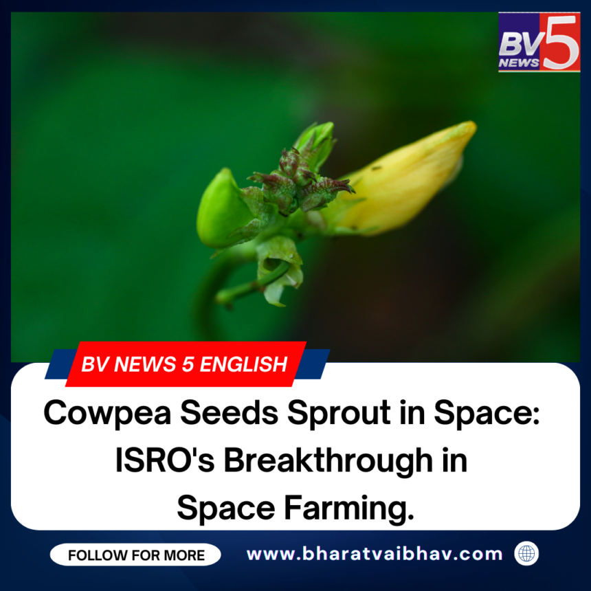 Cowpea Seeds Sprout in Space: ISRO’s Breakthrough in Space Farming.