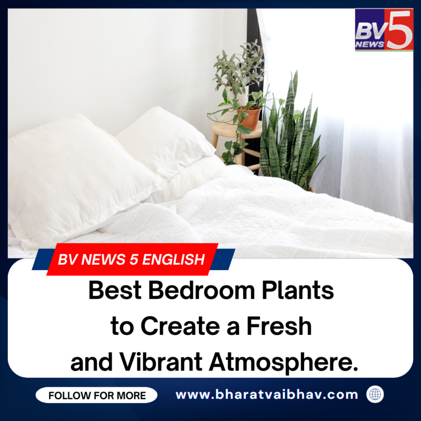 Best Bedroom Plants to Create a Fresh and Vibrant Atmosphere.