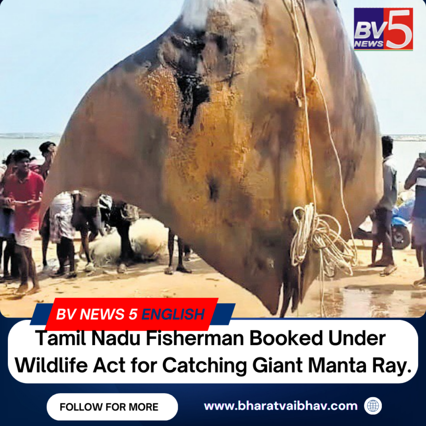 Tamil Nadu Fisherman Booked Under Wildlife Act for Catching Giant Manta Ray Tamil Nadu Fisherman Booked Under Wildlife Act for Catching Giant Manta Ray