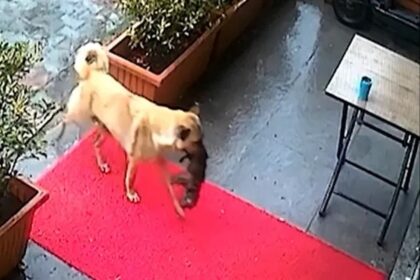 ಪುಜ್ಞಾಹೀನ ಸ್ಥಿತಿಯಲ್ಲಿದ್ದ ತನ್ನ ಮರಿಯನ್ನು ಆಸ್ಪತ್ರೆಗೆ ಕರೆದುಕೊಂಡು ಬಂದ ತಾಯಿ ಶ್ವಾನ.