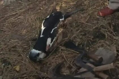 ಕರು ಕದ್ದೊಯ್ದು ಬಾಡೂಟ ಮಾಡಿದ ದುಷ್ಕರ್ಮಿಗಳು