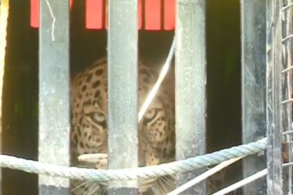 ರಾಯಚೂರಿನಲ್ಲಿ ಕೊನೆಗೂ ಬೋನಿಗೆ ಬಿದ್ದ ಚಿರತೆ