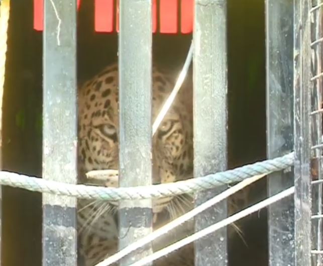 ರಾಯಚೂರಿನಲ್ಲಿ ಕೊನೆಗೂ ಬೋನಿಗೆ ಬಿದ್ದ ಚಿರತೆ ರಾಯಚೂರಿನಲ್ಲಿ ಕೊನೆಗೂ ಬೋನಿಗೆ ಬಿದ್ದ ಚಿರತೆ