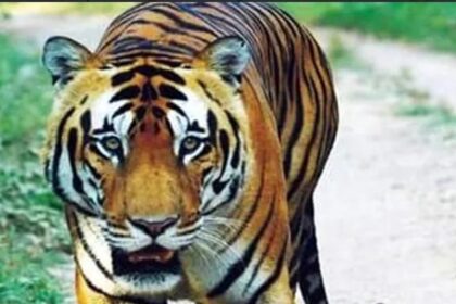 ಸಿಂಹಧಾಮದಲ್ಲಿದ್ದ ವಿಜಯ್ ಹುಲಿ ಸಾವು