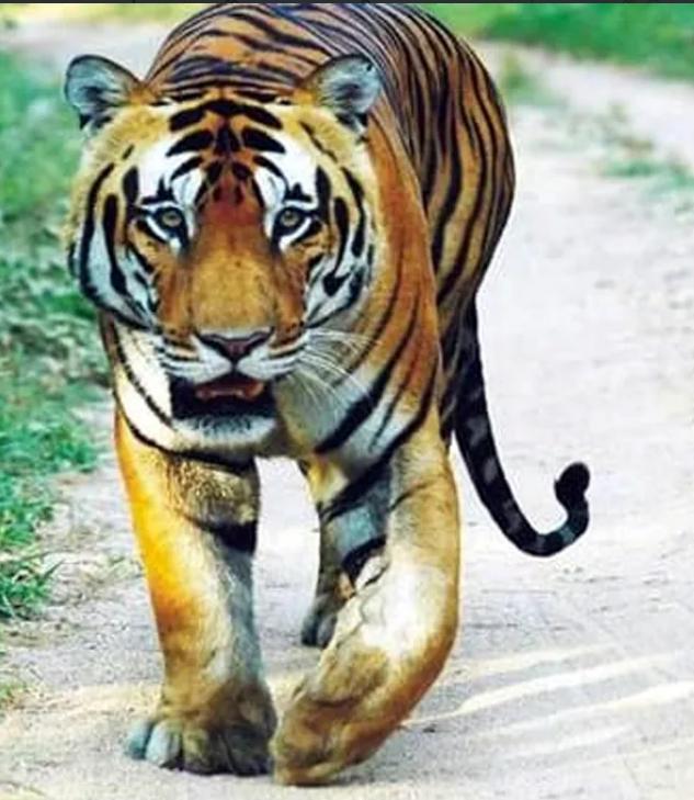 ಸಿಂಹಧಾಮದಲ್ಲಿದ್ದ ವಿಜಯ್ ಹುಲಿ ಸಾವು ಸಿಂಹಧಾಮದಲ್ಲಿದ್ದ ವಿಜಯ್ ಹುಲಿ ಸಾವು