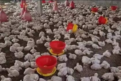 ತೆಲಂಗಾಣ, ಮಹಾರಾಷ್ಟ್ರದಲ್ಲಿ ಹಕ್ಕಿಜ್ವರ :  ಕರ್ನಾಟಕದ ಗಡಿ ಜಿಲ್ಲೆಗಳಲ್ಲಿ ತೀವ್ರ ಕಟ್ಟೆಚ್ಚರ