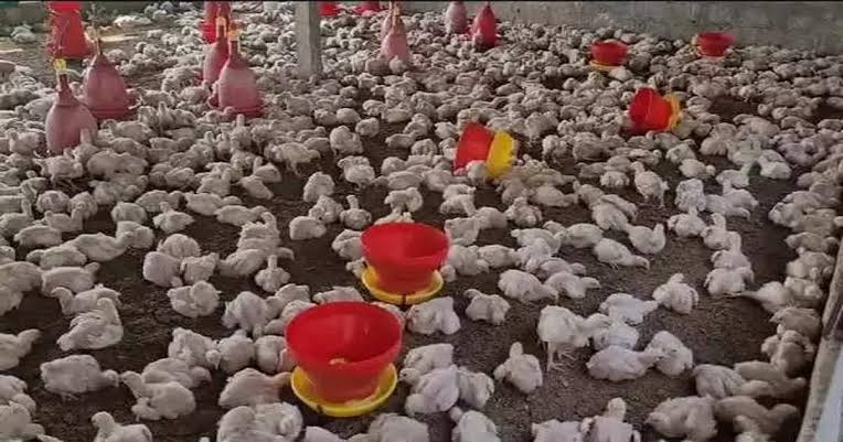 ತೆಲಂಗಾಣ, ಮಹಾರಾಷ್ಟ್ರದಲ್ಲಿ ಹಕ್ಕಿಜ್ವರ :  ಕರ್ನಾಟಕದ ಗಡಿ ಜಿಲ್ಲೆಗಳಲ್ಲಿ ತೀವ್ರ ಕಟ್ಟೆಚ್ಚರ