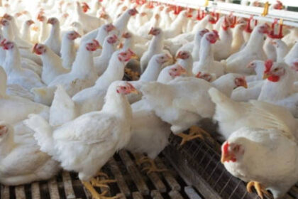 ರಾಜ್ಯದಲ್ಲಿ ಹಕ್ಕಿ ಜ್ವರ ಪತ್ತೆ : ಚಿಕನ್ ತಿನ್ನುವ ಮುನ್ನ ಎಚ್ಚರ