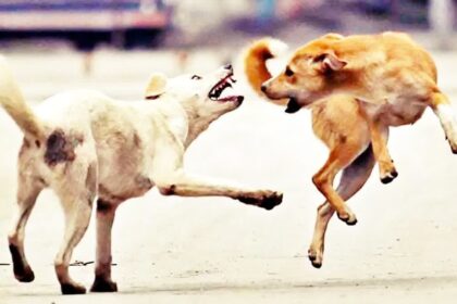 ಬೀದಿ ನಾಯಿ ದಾಳಿಯಿಂದ ಗಂಭೀರವಾಗಿ ಗಾಯಗೊಂಡಿದ್ದ ಬಾಲಕ ಸಾವು