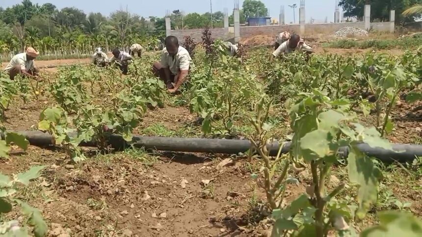 ನಗರದಲ್ಲಿ ಭಿಕ್ಷೆ ಬೇಡುತ್ತಿದ್ದವರಿಗೆ ಹೊಸ ಬದುಕು ಕಲ್ಪಿಸಿದ ವ್ಯವಸಾಯ ನಗರದಲ್ಲಿ ಭಿಕ್ಷೆ ಬೇಡುತ್ತಿದ್ದವರಿಗೆ ಹೊಸ ಬದುಕು ಕಲ್ಪಿಸಿದ ವ್ಯವಸಾಯ