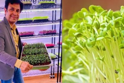 ವಾರ್ಷಿಕ 90 ಲಕ್ಷ ಸಂಬಳ ಪ್ಯಾಕೆಜ್ ಬಿಟ್ಟು ಮೈಕ್ರೋಗ್ರೀನ್ಸ್ ಕೃಷಿ ಆರಂಭಿಸಿದ ಮೋಹಿತ್ ನಿಜವಾನ್