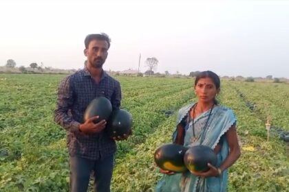 ಒಂದೇ ಏಕರೆಯಲ್ಲಿ 52 ಟನ್ ಕಲ್ಲಂಗಡಿ ಬೆಳೆದ ದಂಪತಿ