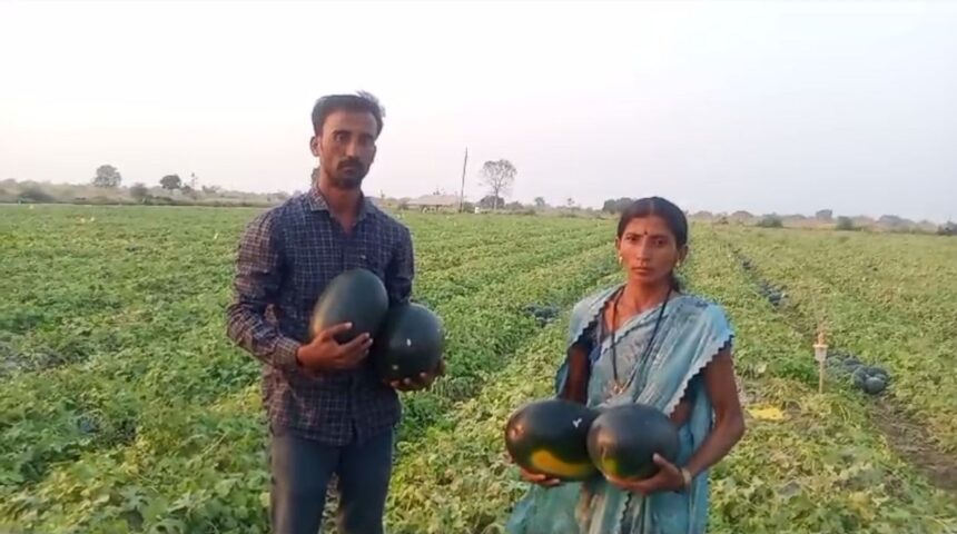 ಒಂದೇ ಏಕರೆಯಲ್ಲಿ 52 ಟನ್ ಕಲ್ಲಂಗಡಿ ಬೆಳೆದ ದಂಪತಿ ಒಂದೇ ಏಕರೆಯಲ್ಲಿ 52 ಟನ್ ಕಲ್ಲಂಗಡಿ ಬೆಳೆದ ದಂಪತಿ