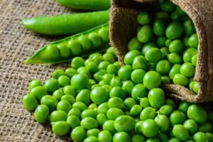 ಇಡ್ಲಿ ಬಳಿಕ ಬಟಾಣಿಯಲ್ಲೂ ಆರೋಗ್ಯಕ್ಕೆ ಹಾನಿಕಾರಕ ಅಂಶ ಪತ್ತೆ: ಆರೋಗ್ಯ ಇಲಾಖೆ