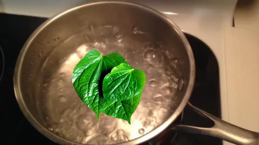 ವೀಳ್ಯದೆಲೆಯನ್ನು ನೀರಿನಲ್ಲಿ ಕುದಿಸಿ ಕುಡಿಯಿರಿ, ಚರ್ಮದಲ್ಲಿ ಈ ಬದಲಾವಣೆ ಖಂಡಿತ ವೀಳ್ಯದೆಲೆಯನ್ನು ನೀರಿನಲ್ಲಿ ಕುದಿಸಿ ಕುಡಿಯಿರಿ, ಚರ್ಮದಲ್ಲಿ ಈ ಬದಲಾವಣೆ ಖಂಡಿತ