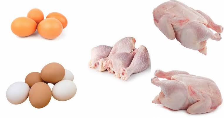 ಕೋಳಿ ಮಾಂಸ, ಮೊಟ್ಟೆ ತಿಂದರೇ ಹಕ್ಕಿ ಜ್ವರ ಬರುವುದಿಲ್ಲ : ಪಶು ವೈದ್ಯಕೀಯ ಇಲಾಖೆ ಸ್ಪಷ್ಟನೆ ಕೋಳಿ ಮಾಂಸ, ಮೊಟ್ಟೆ ತಿಂದರೇ ಹಕ್ಕಿ ಜ್ವರ ಬರುವುದಿಲ್ಲ : ಪಶು ವೈದ್ಯಕೀಯ ಇಲಾಖೆ ಸ್ಪಷ್ಟನೆ