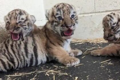 ಬನ್ನೇರುಘಟ್ಟ ಜೈವಿಕ ಉದ್ಯಾನದಲ್ಲಿ 6 ಹುಲಿ ಮರಿಗಳಿಗೆ ಜನ್ಮ ನೀಡಿದ ಸಿಂಹಳೀಯರು