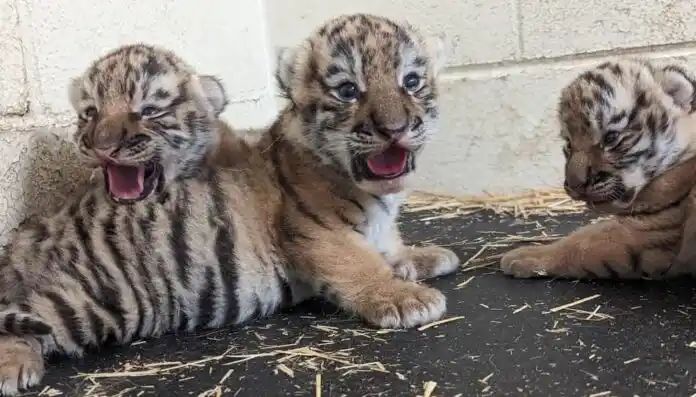 ಬನ್ನೇರುಘಟ್ಟ ಜೈವಿಕ ಉದ್ಯಾನದಲ್ಲಿ 6 ಹುಲಿ ಮರಿಗಳಿಗೆ ಜನ್ಮ ನೀಡಿದ ಸಿಂಹಳೀಯರು ಬನ್ನೇರುಘಟ್ಟ ಜೈವಿಕ ಉದ್ಯಾನದಲ್ಲಿ 6 ಹುಲಿ ಮರಿಗಳಿಗೆ ಜನ್ಮ ನೀಡಿದ ಸಿಂಹಳೀಯರು