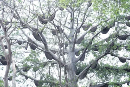 ಒಂದೇ ಮರದಲ್ಲಿ 150ಕ್ಕೂ ಹೆಚ್ಚು ಜೇನುಗೂಡು