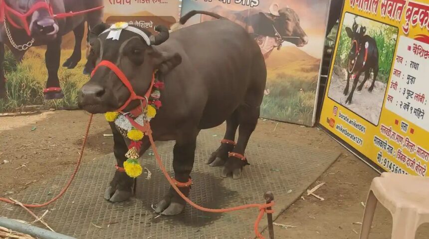 ನಿಪ್ಪಾಣಿಗೆ ಬಂದ ಅತಿ ಕುಳ್ಳ ರಾಧಾ ಎಮ್ಮೆ 