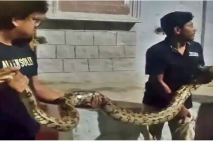 ಸಿದ್ದಗಂಗಾ ಮಠದಲ್ಲಿ 8 ಅಡಿ ಉದ್ದದ ಹೆಬ್ಬಾವು ಪ್ರತ್ಯಕ್ಷ