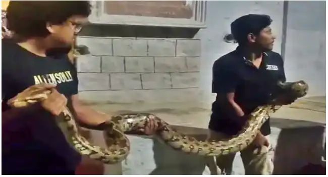 ಸಿದ್ದಗಂಗಾ ಮಠದಲ್ಲಿ 8 ಅಡಿ ಉದ್ದದ ಹೆಬ್ಬಾವು ಪ್ರತ್ಯಕ್ಷ