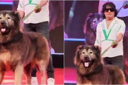 ವಿಶ್ವದ ಅತಿ ದುಬಾರಿ ನಾಯಿ ಒಡೆಯನ ಮನೆಯ ಇಡಿ ದಾಳಿ