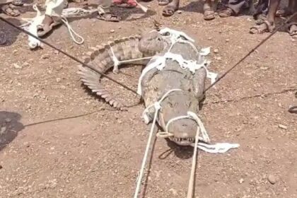 ಅತಿಥಿಯಂತೆ ಮನೆಯೊಳಕ್ಕೆ ಬಂದ ಮೊಸಳೆಯನ್ನ ಕಟ್ಟಿ ಹಾಕಿದ ಯುವಕರು 