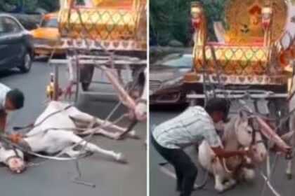 ಸುಸ್ತಾಗಿ ರಸ್ತೆ ಮಧ್ಯೆ ಕುಸಿದ ಕುದುರೆ