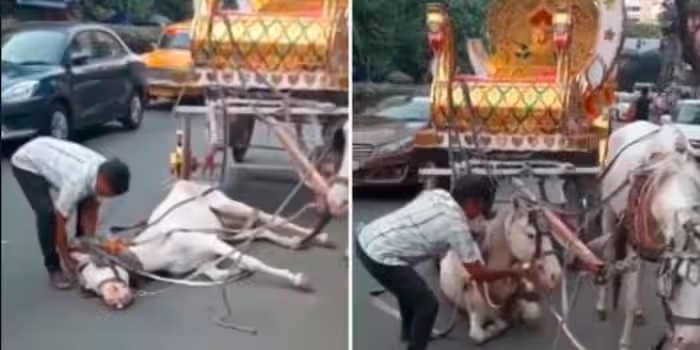 ಸುಸ್ತಾಗಿ ರಸ್ತೆ ಮಧ್ಯೆ ಕುಸಿದ ಕುದುರೆ