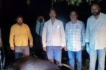 ಸಿಡಿಲು ಬಡಿದು ಎರಡು ಎಮ್ಮೆಗಳು ಸಾವು