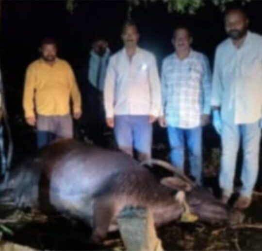 ಸಿಡಿಲು ಬಡಿದು ಎರಡು ಎಮ್ಮೆಗಳು ಸಾವು ಸಿಡಿಲು ಬಡಿದು ಎರಡು ಎಮ್ಮೆಗಳು ಸಾವು