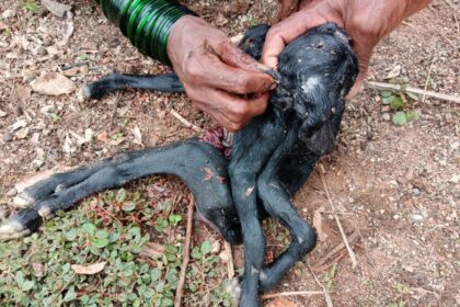 ಎಂಟು ಕಾಲು, ನಾಲ್ಕು ಕಿವಿ:ಬಾಯಿಯೇ ಇಲ್ಲದ ಆಡಿನ ಮರಿ ಜನನ