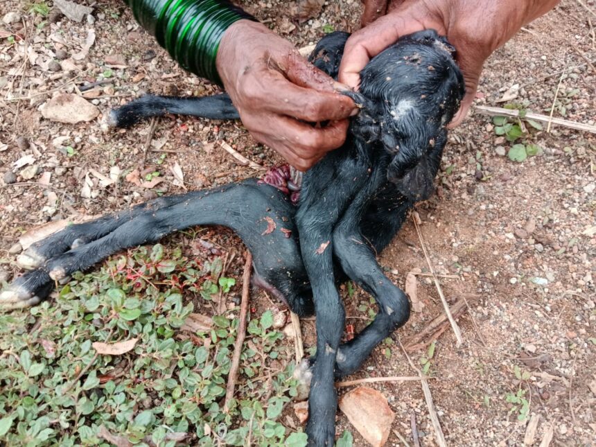 ಎಂಟು ಕಾಲು, ನಾಲ್ಕು ಕಿವಿ:ಬಾಯಿಯೇ ಇಲ್ಲದ ಆಡಿನ ಮರಿ ಜನನ ಎಂಟು ಕಾಲು, ನಾಲ್ಕು ಕಿವಿ:ಬಾಯಿಯೇ ಇಲ್ಲದ ಆಡಿನ ಮರಿ ಜನನ