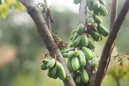 ನಿಮ್ಮ ದೇಹದ ಆರೋಗ್ಯಕ್ಕೆ ದುಷ್ಟ ಶಕ್ತಿಯಾಗಿರುವ ಬಿಪಿ, ಶುಗರ್​​ನ್ನು ತಡೆಯುತ್ತದೆ ಬಿಂಬಳ ಕಾಯಿ