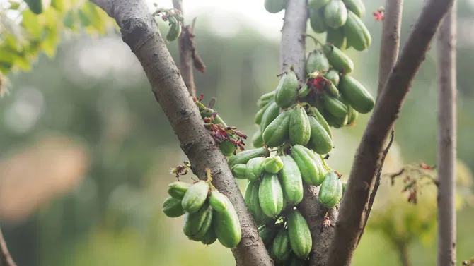 ನಿಮ್ಮ ದೇಹದ ಆರೋಗ್ಯಕ್ಕೆ ದುಷ್ಟ ಶಕ್ತಿಯಾಗಿರುವ ಬಿಪಿ, ಶುಗರ್ನ್ನು ತಡೆಯುತ್ತದೆ ಬಿಂಬಳ ಕಾಯಿ ನಿಮ್ಮ ದೇಹದ ಆರೋಗ್ಯಕ್ಕೆ ದುಷ್ಟ ಶಕ್ತಿಯಾಗಿರುವ ಬಿಪಿ, ಶುಗರ್ನ್ನು ತಡೆಯುತ್ತದೆ ಬಿಂಬಳ ಕಾಯಿ