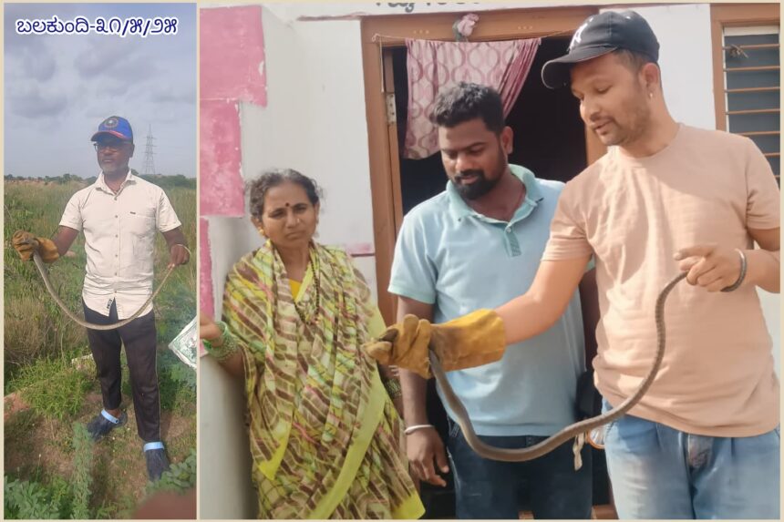 ಮನೆಯಲ್ಲಿನ ಹಾವು ಹಿಡಿದ ಶ್ರೀನಿವಾಸ : ನಿಟ್ಟಿಸಿರು ಬಿಟ್ಟ ಮುತ್ತುರಾಜ ಕುಟುಂಬ ಮನೆಯಲ್ಲಿನ ಹಾವು ಹಿಡಿದ ಶ್ರೀನಿವಾಸ : ನಿಟ್ಟಿಸಿರು ಬಿಟ್ಟ ಮುತ್ತುರಾಜ ಕುಟುಂಬ