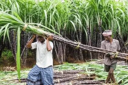 ಕಬ್ಬಿನ FRP ದರ ಕ್ವಿಂಟಾಲ್‌ಗೆ 15 ರೂ.ಗಳಿಂದ 355 ರೂ.ಗಳಿಗೆ ಹೆಚ್ಚಳ