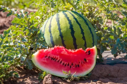 ಕಲ್ಲಂಗಡಿ ಹಣ್ಣು ತಿಂದ ತಕ್ಷಣ ನೀರು ಕುಡಿಯಲೇಬೇಡಿ!